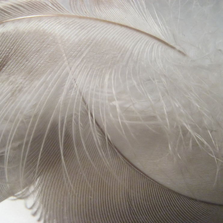 Kopfkissen Trige in Weiß aus 80% Gänsefedern & 20% Gänsedaunen & 100% Baumwolle | Entdecken Sie unsere schönsten Wohnaccessoires