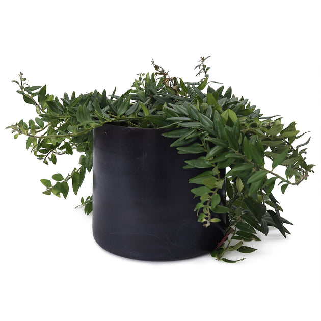 Pflanzenkorb Zaroliin Schwarz | Schöne Ideen für Ihr Zuhause | URBANARA